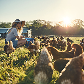 young farmer feeding her chickens while sitting in a field