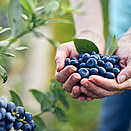 Woman harvesting blueberry 