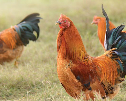 Organic & Animal Welfare Chicken - diana food™